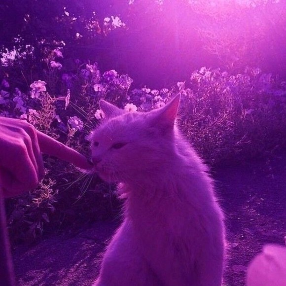 victoria_catz